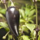 BIO Chilli Jalapeno Purple - Capsicum annuum - bio semena chilli - 8 ks