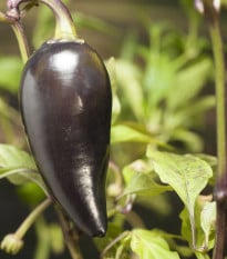 BIO Chilli Jalapeno Purple - Capsicum annuum - bio semena chilli - 8 ks