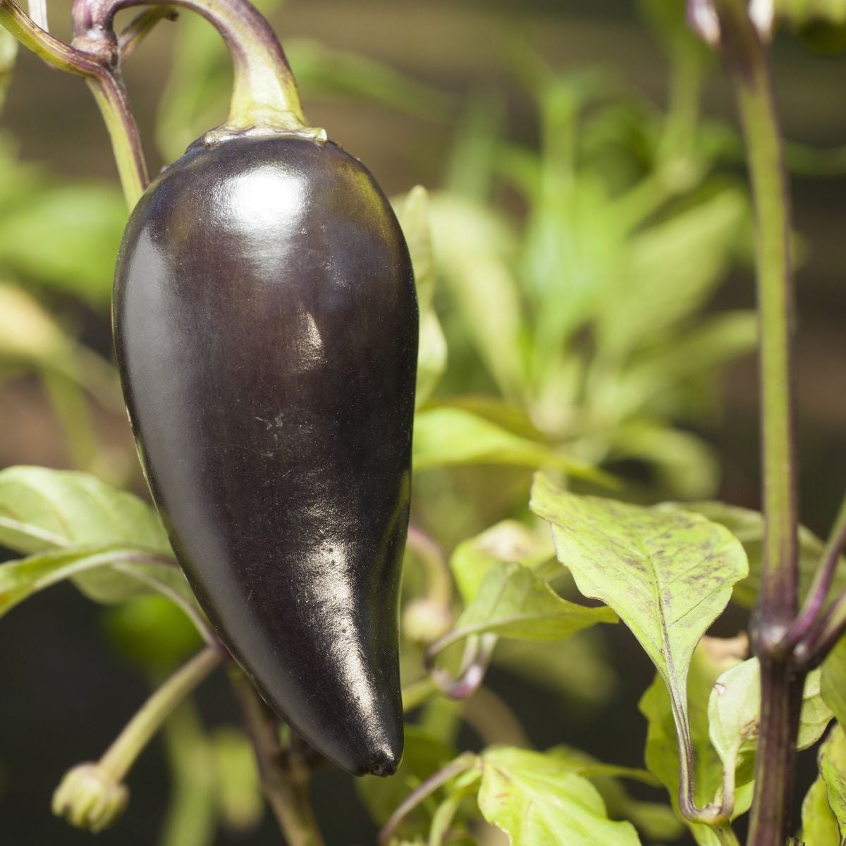 BIO Chilli Jalapeno Purple - Capsicum annuum - bio semena chilli - 8 ks