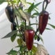 BIO Chilli Jalapeno Purple - Capsicum annuum - bio semena chilli - 8 ks