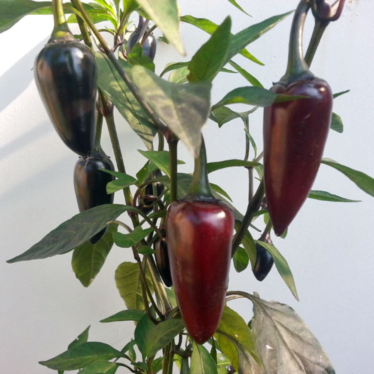 BIO Chilli Jalapeno Purple - Capsicum annuum - bio semena chilli - 8 ks