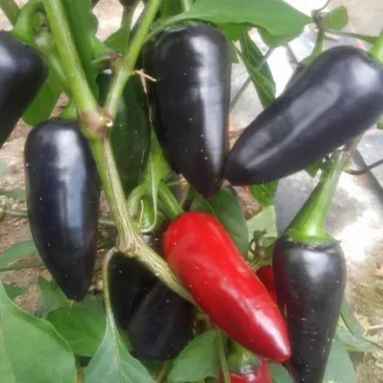 BIO Chilli Jalapeno Purple - Capsicum annuum - bio semena chilli - 8 ks