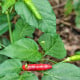 BIO Chilli Piri Piri - Capsicum frutescens - bio semena chilli - 8 ks