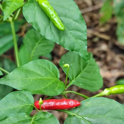 BIO Chilli Piri Piri - Capsicum frutescens - bio semena chilli - 8 ks
