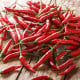 BIO Chilli Piri Piri - Capsicum frutescens - bio semena chilli - 8 ks