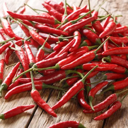 BIO Chilli Piri Piri - Capsicum frutescens - bio semena chilli - 8 ks