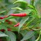 BIO Chilli Piri Piri - Capsicum frutescens - bio semena chilli - 8 ks