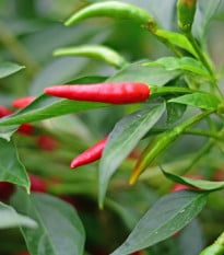 BIO Chilli Piri Piri - Capsicum frutescens - bio semena chilli - 8 ks