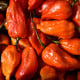 BIO Chilli Naga Jolokia - Capsicum chinense - semena chilli - 8 ks