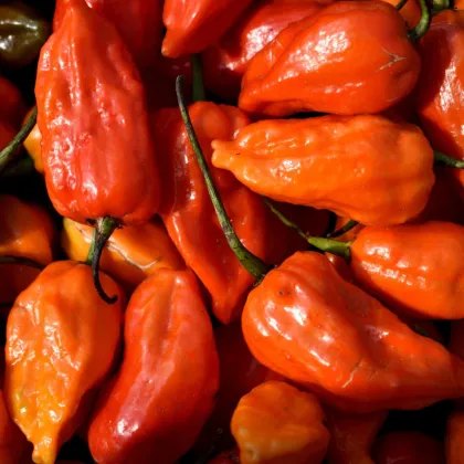 BIO Chilli Naga Jolokia - Capsicum chinense - semena chilli - 8 ks