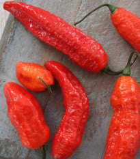 BIO Chilli Naga Jolokia - Capsicum chinense - semena chilli - 8 ks