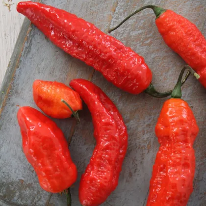BIO Chilli Naga Jolokia - Capsicum chinense - semena chilli - 8 ks