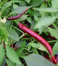 BIO Chilli Cayenne Chocolate – semena chilli 8 ks