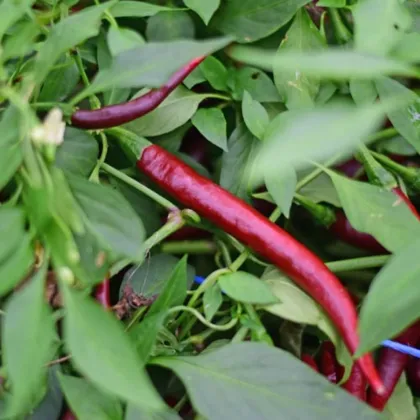 BIO Chilli Cayenne Chocolate – semena chilli 8 ks