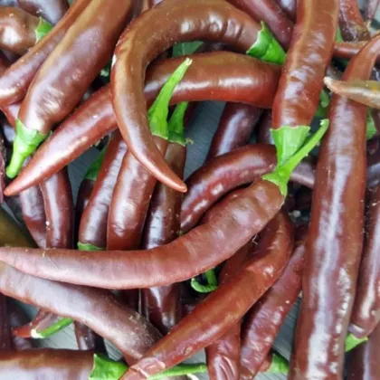 BIO Chilli Cayenne Chocolate – semena chilli 8 ks