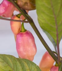 BIO Chilli Fidalgo Roxa - Capsicum chinense - bio semena chilli - 8 ks