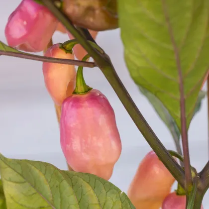 BIO Chilli Fidalgo Roxa - Capsicum chinense - bio semena chilli - 8 ks