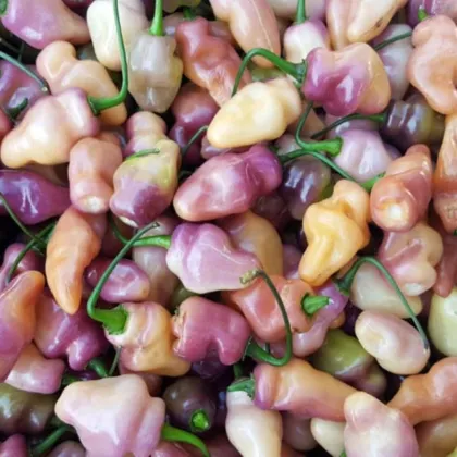 BIO Chilli Fidalgo Roxa - Capsicum chinense - bio semena chilli - 8 ks