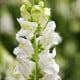 Hledík větší Leonidas F1 White - Antirrhinum majus - semena hledíku - 20 ks