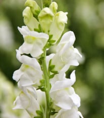 Hledík větší Leonidas F1 White - Antirrhinum majus - semena hledíku - 20 ks