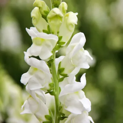 Hledík větší Leonidas F1 White - Antirrhinum majus - semena hledíku - 20 ks