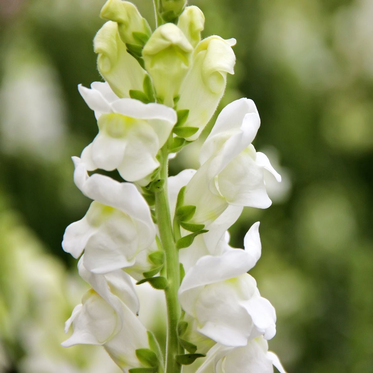 Hledík větší Leonidas F1 White - Antirrhinum majus - semena hledíku - 20 ks