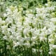 Hledík větší Leonidas F1 White - Antirrhinum majus - semena hledíku - 20 ks