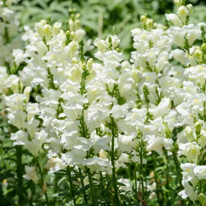 Hledík větší Leonidas F1 White - Antirrhinum majus - semena hledíku - 20 ks