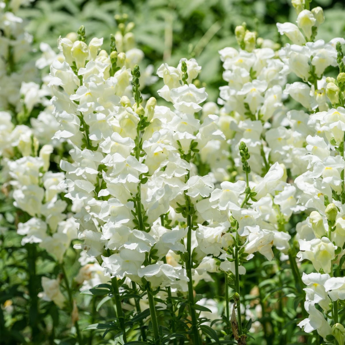 Hledík větší Leonidas F1 White - Antirrhinum majus - semena hledíku - 20 ks