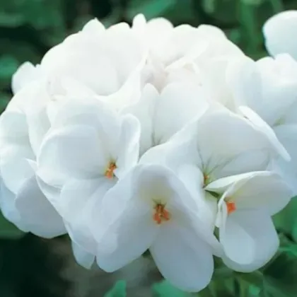 Muškát páskatý Horizon F1 Pure White - Pelargonium zonale - semena muškátu - 10 ks