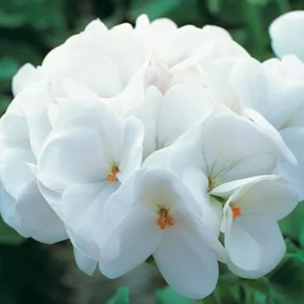 Muškát páskatý Horizon F1 Pure White - Pelargonium zonale - semena muškátu - 10 ks