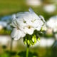 Muškát páskatý Horizon F1 Pure White - Pelargonium zonale - semena muškátu - 10 ks