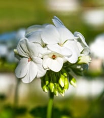 Muškát páskatý Horizon F1 Pure White - Pelargonium zonale - semena muškátu - 10 ks