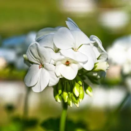 Muškát páskatý Horizon F1 Pure White - Pelargonium zonale - semena muškátu - 10 ks