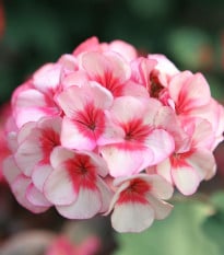 Muškát páskatý Horizon F1 Star – Pelargonium zonale – semena muškátu