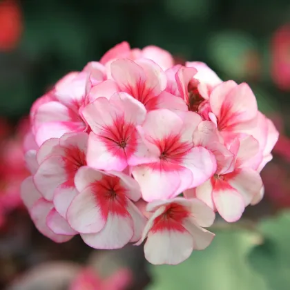 Muškát páskatý Horizon F1 Star – Pelargonium zonale – semena muškátu