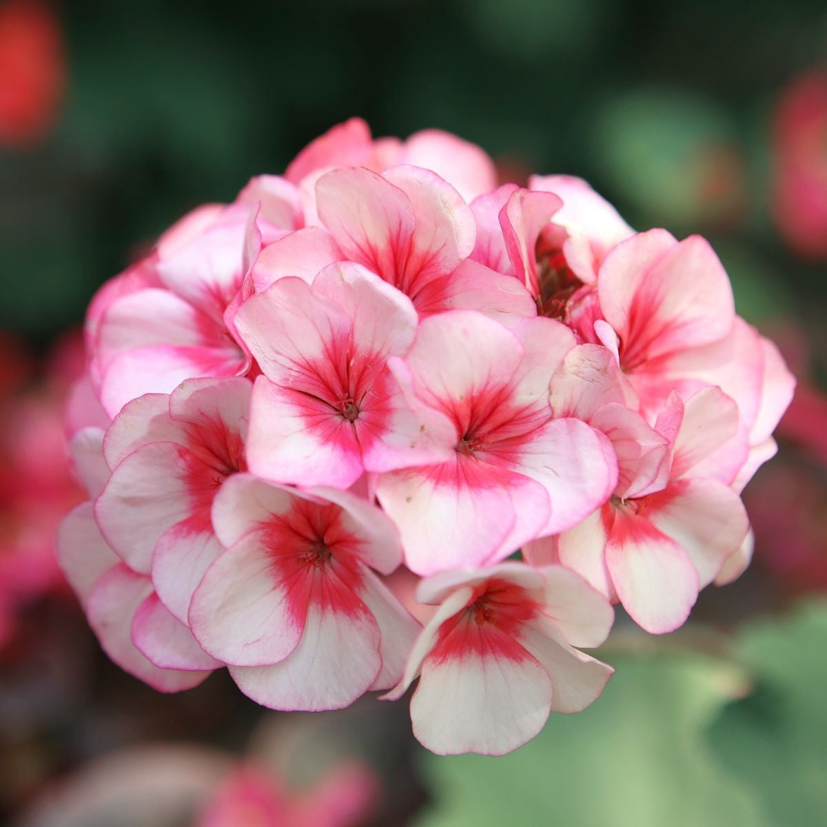 Muškát páskatý Horizon F1 Star – Pelargonium zonale – semena muškátu