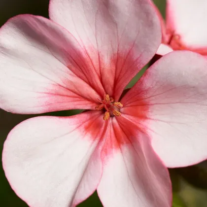 Muškát páskatý Horizon F1 Star – Pelargonium zonale – semena muškátu