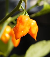 Chili Habanero Sevilla - Capsicum chinense - semena chilli - 8 ks