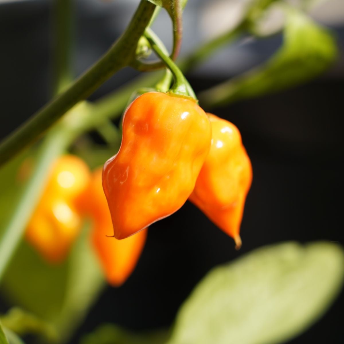 Chili Habanero Sevilla - Capsicum chinense - semena chilli - 8 ks
