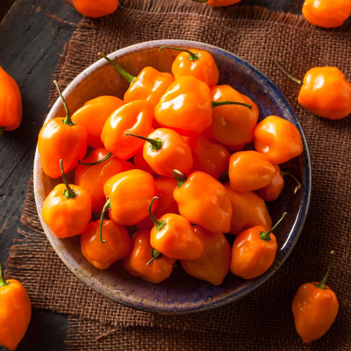 Chili Habanero Sevilla - Capsicum chinense - semena chilli - 8 ks