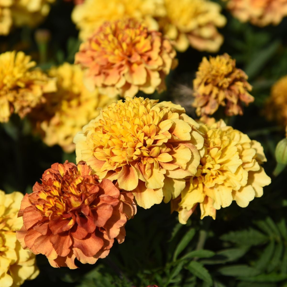 Aksamitník rozkladitý Texana Special Strawberry Blonde - Tagetes patula - semena aksamitníku - 30 ks