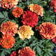 Aksamitník rozkladitý Texana Special Strawberry Blonde - Tagetes patula - semena aksamitníku - 30 ks