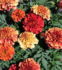 Aksamitník rozkladitý Texana Special Strawberry Blonde - Tagetes patula - semena aksamitníku - 30 ks