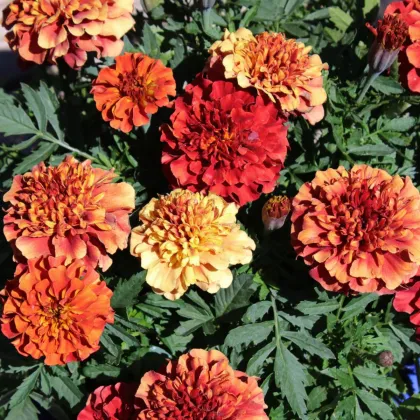 Aksamitník rozkladitý Texana Special Strawberry Blonde - Tagetes patula - semena aksamitníku - 30 ks