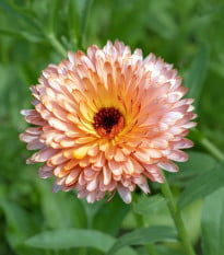 Měsíček lékařský Orange Flash - meruňkově bronzový - Calendula officinalis - semena měsíčku - 30 ks