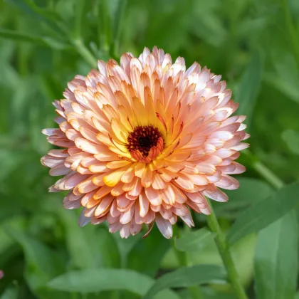 Měsíček lékařský Orange Flash - meruňkově bronzový - Calendula officinalis - semena měsíčku - 30 ks