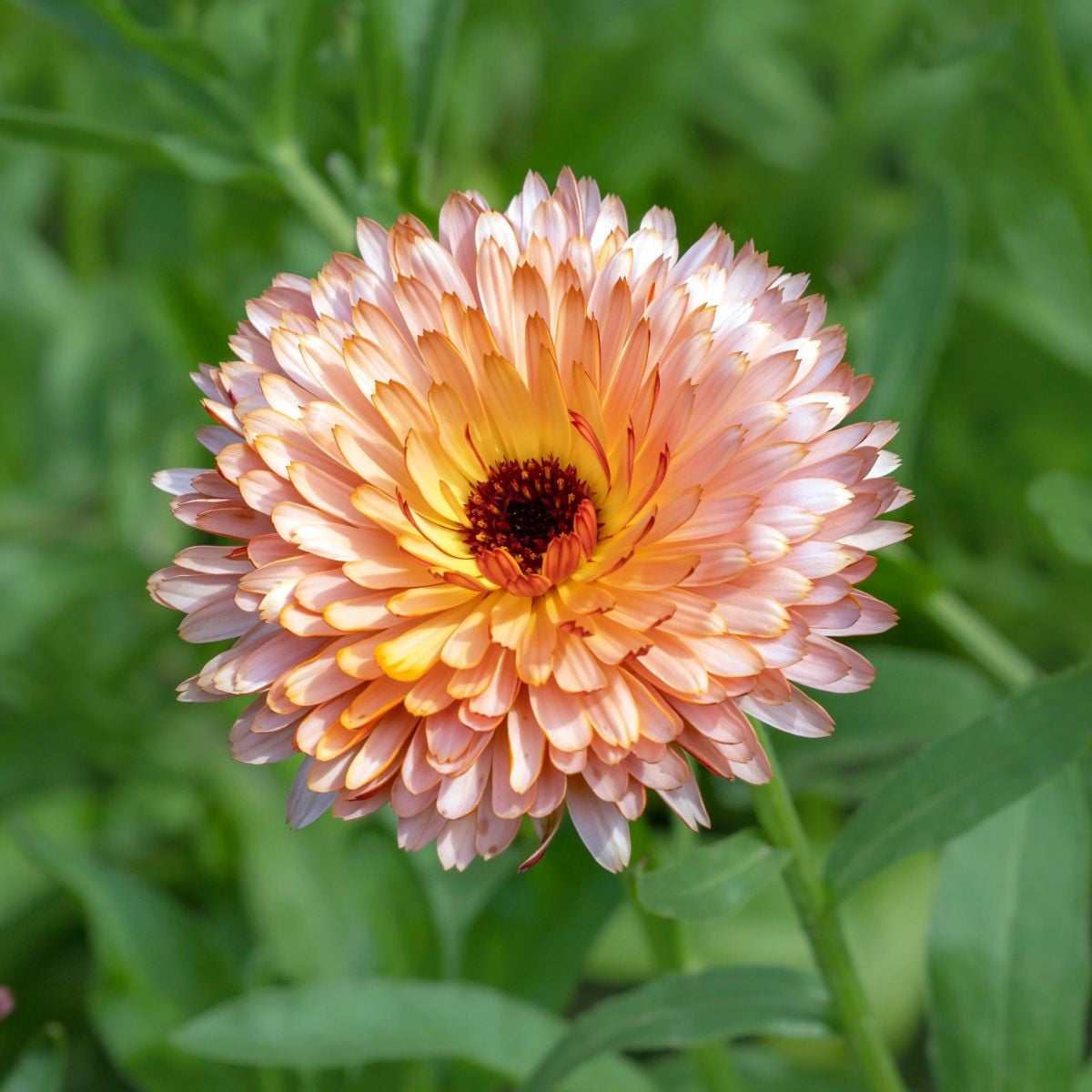 Měsíček lékařský Orange Flash - meruňkově bronzový - Calendula officinalis - semena měsíčku - 30 ks