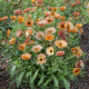 Měsíček lékařský Orange Flash - meruňkově bronzový - Calendula officinalis - semena měsíčku - 30 ks