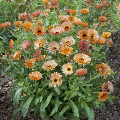 Měsíček lékařský Orange Flash - meruňkově bronzový - Calendula officinalis - semena měsíčku - 30 ks